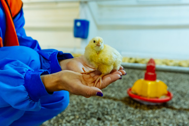 Очистка вентиляционных выбросов на предприятиях животноводства и птицеводства